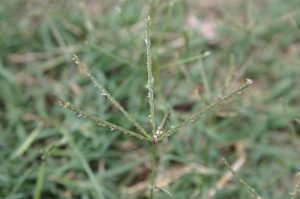 bermuda seedhead 1 | Walter Reeves: The Georgia Gardener