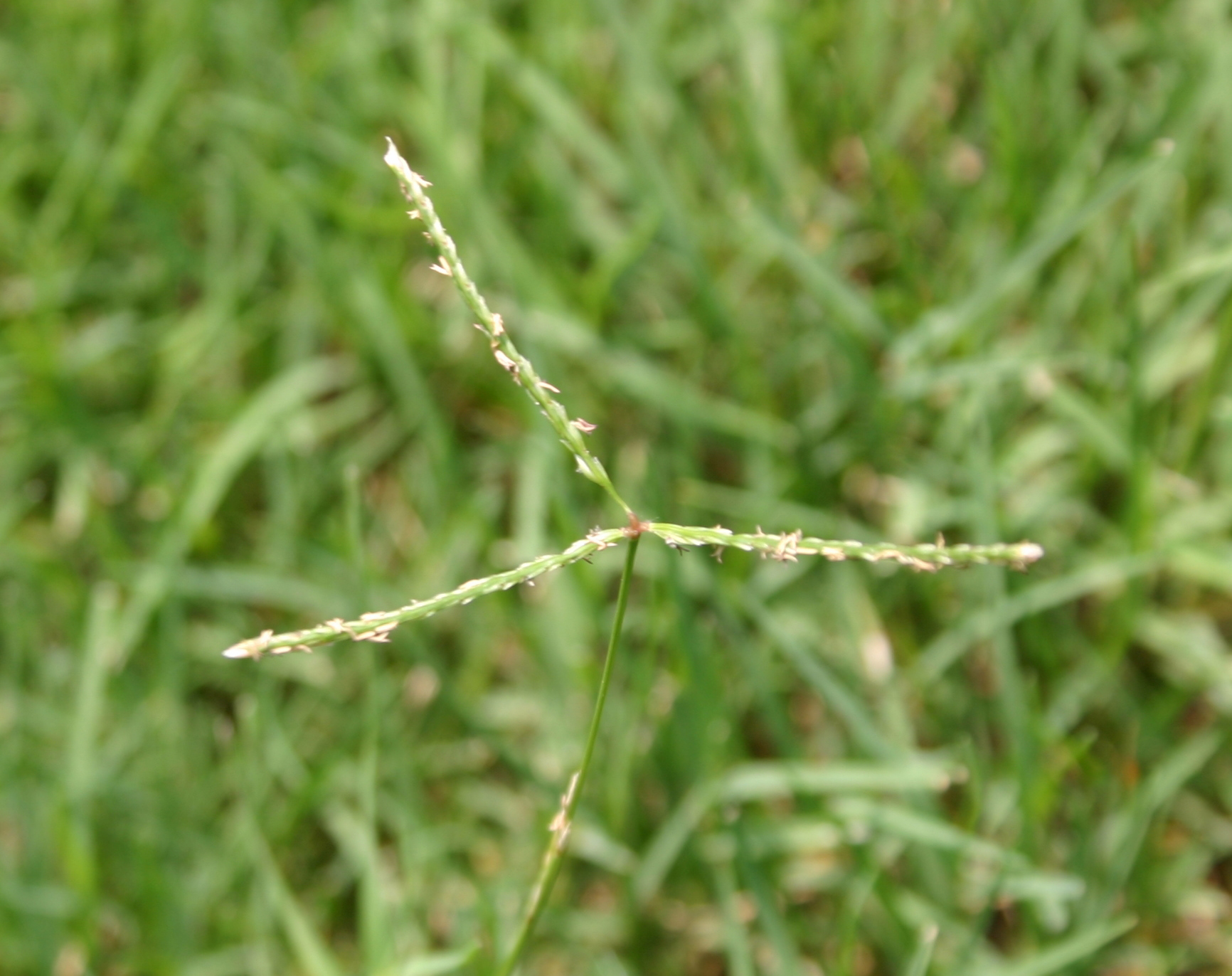 how to get rid of bermuda grass seed heads