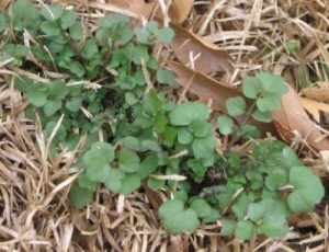 bittercress1 | Walter Reeves: The Georgia Gardener