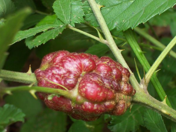 blackberry cane gall