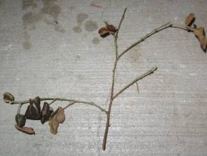 blackberry3 | Walter Reeves: The Georgia Gardener