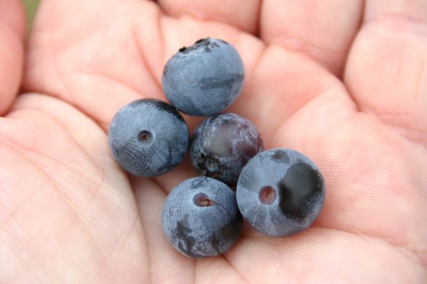 Ochlockonee blueberries
