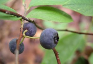 blueberrypallidum2 | Walter Reeves: The Georgia Gardener
