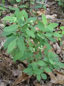 blueberrypallidum3 | Walter Reeves: The Georgia Gardener