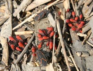 boxelderbug | Walter Reeves: The Georgia Gardener