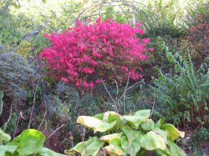 burning bush | Walter Reeves: The Georgia Gardener