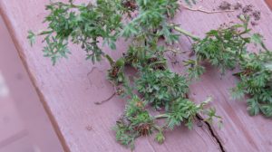 burweed 1 | Walter Reeves: The Georgia Gardener
