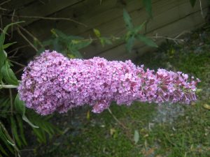butterfly bush 1 | Walter Reeves: The Georgia Gardener