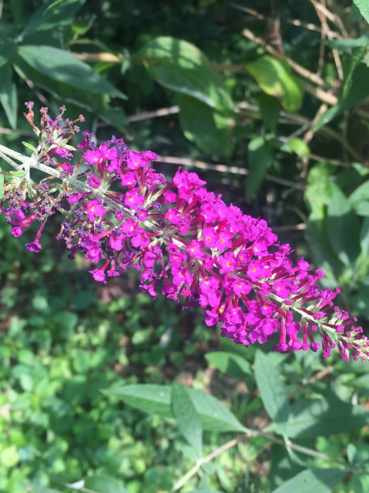 Butterfly Bush Invasive or Not Walter Reeves The Gardener