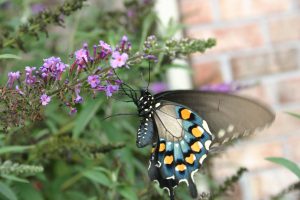 butterfly on butterfly bush