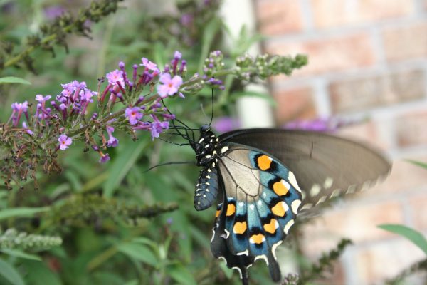 butterfly on butterfly bush