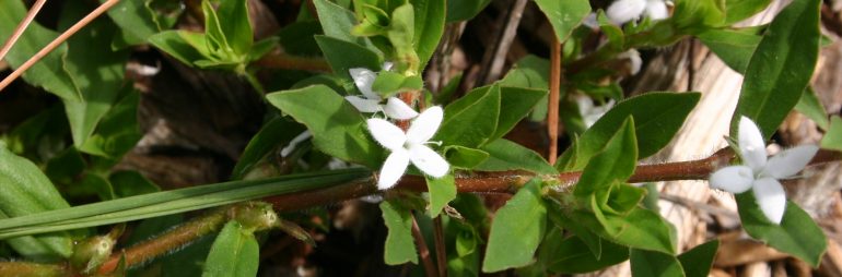 Virginia buttonweed