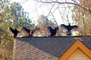 buzzard | Walter Reeves: The Georgia Gardener buzzard