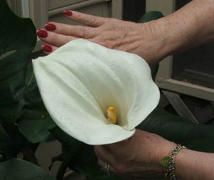 calla2 | Walter Reeves: The Georgia Gardener