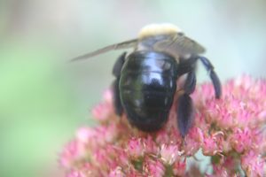 carpenter bee 3 | Walter Reeves: The Georgia Gardener