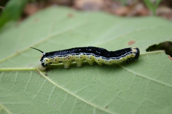 catalpa worm