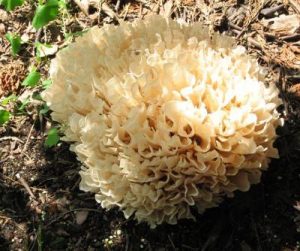 cauliflowermushroom1 | Walter Reeves: The Georgia Gardener