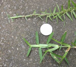 centipede vs st augustine | Walter Reeves: The Georgia Gardener
