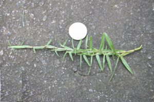 centipedegrass | Walter Reeves: The Georgia Gardener
