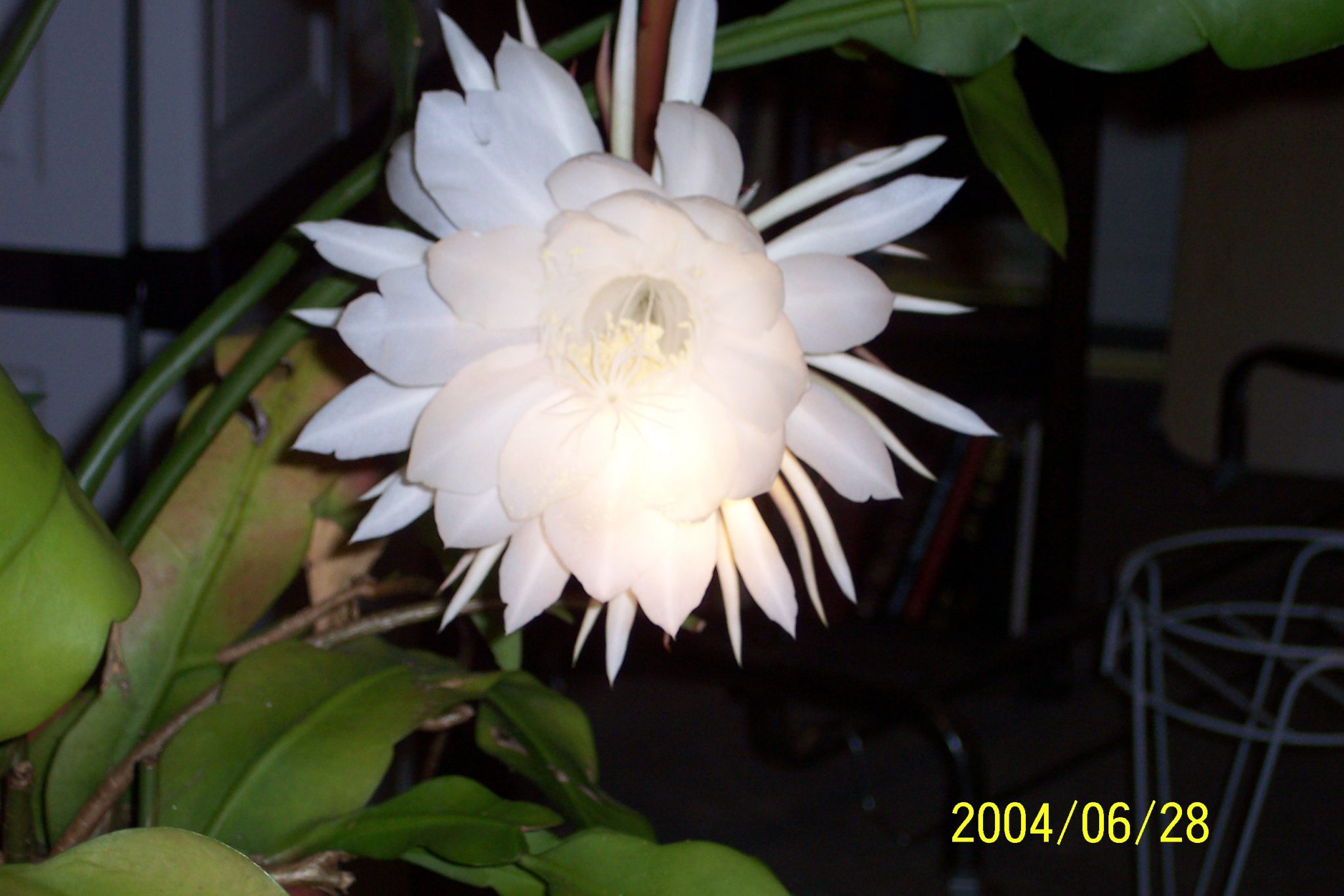 Nightblooming cereus Care Walter Reeves The Gardener
