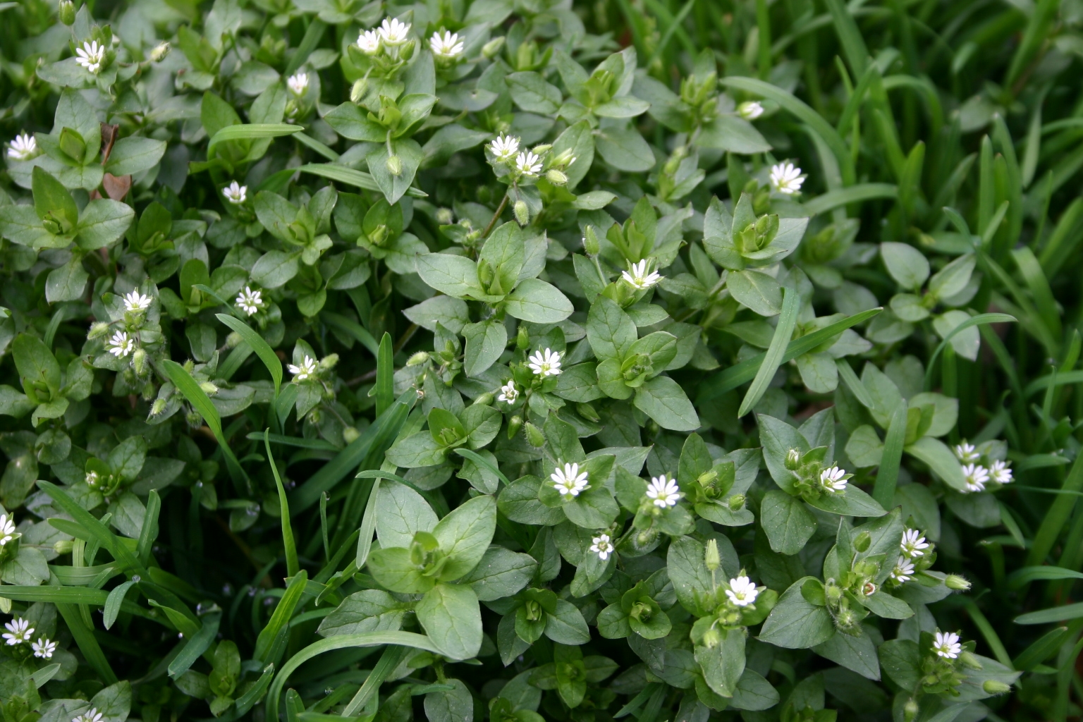 creeping weeds identification