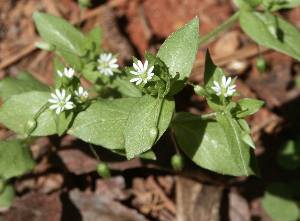 chickweedflower | Walter Reeves: The Georgia Gardener