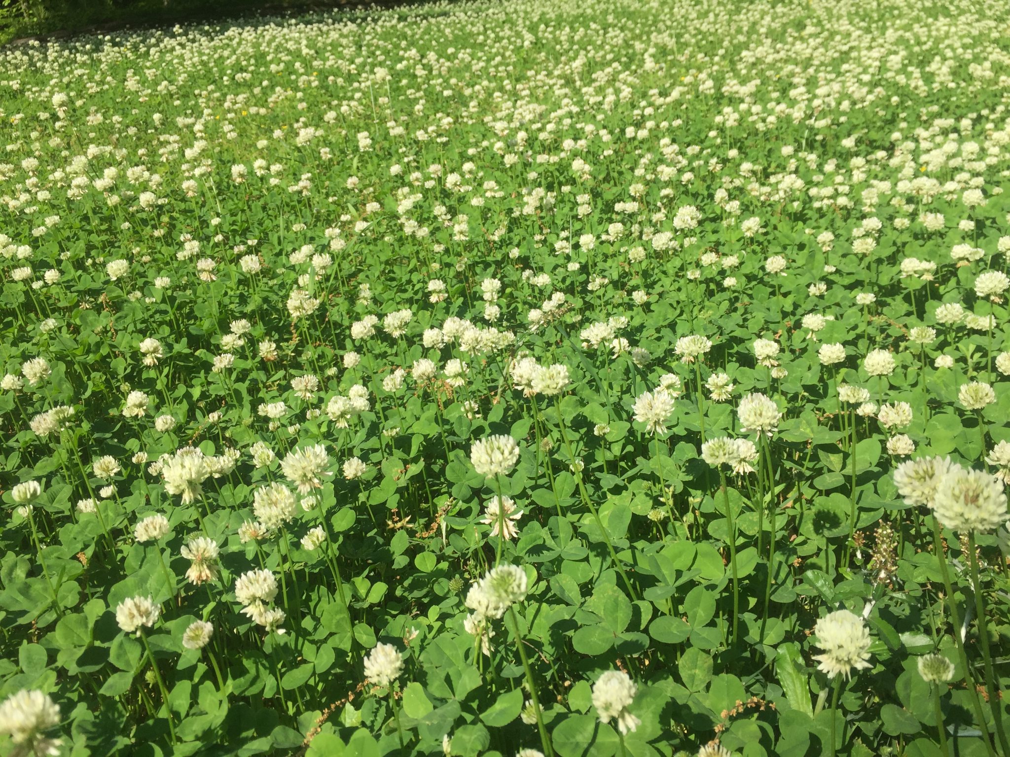What Is Dutch Clover At Monte Stock Blog