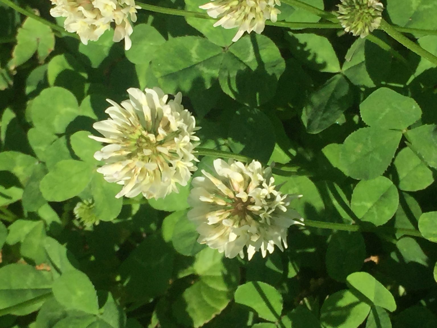 How To Sow Dutch White Clover? Walter Reeves The Gardener