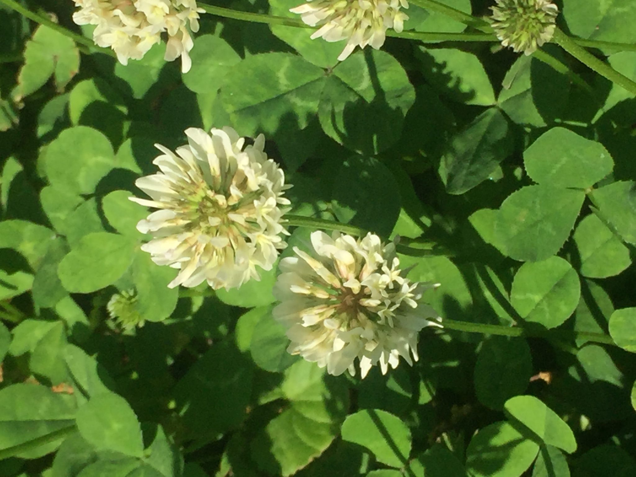 How To Sow Dutch White Clover? Walter Reeves The Gardener
