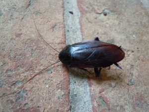 cockroach | Walter Reeves: The Georgia Gardener