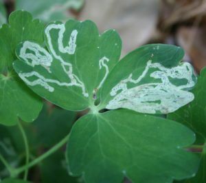 columbineleafminer1 | Walter Reeves: The Georgia Gardener
