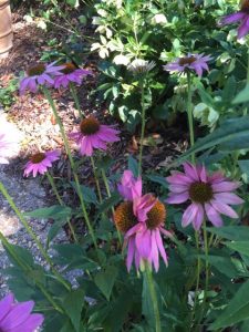 coneflower fasciated | Walter Reeves: The Georgia Gardener