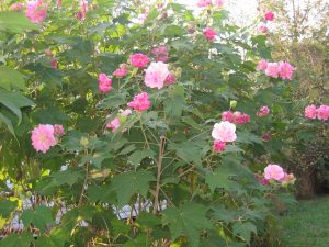 confederate rose 2 | Walter Reeves: The Georgia Gardener