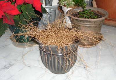 Ornamental corkscrew plant care