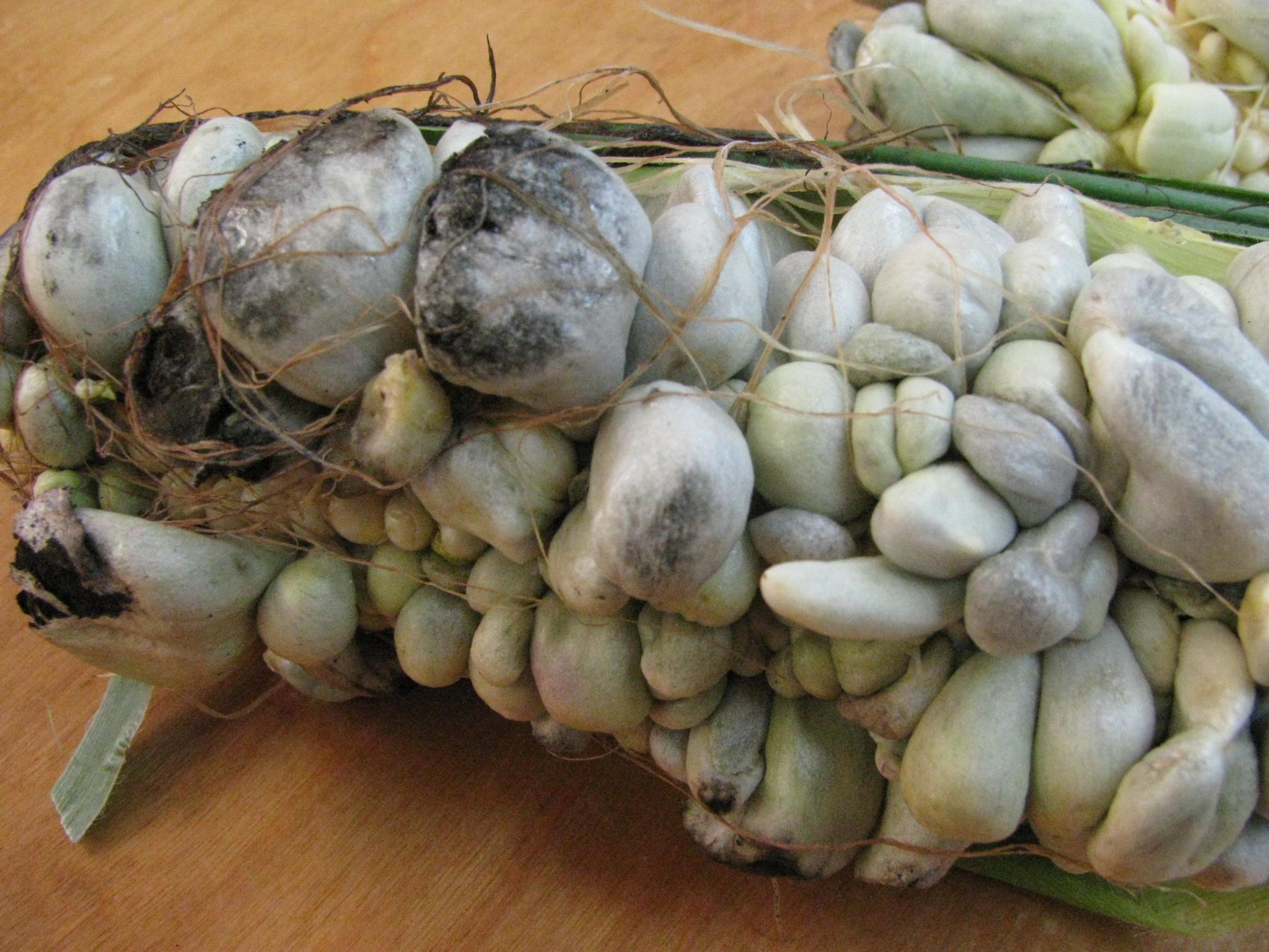 Corn Smut Black Kernels Walter Reeves The Gardener