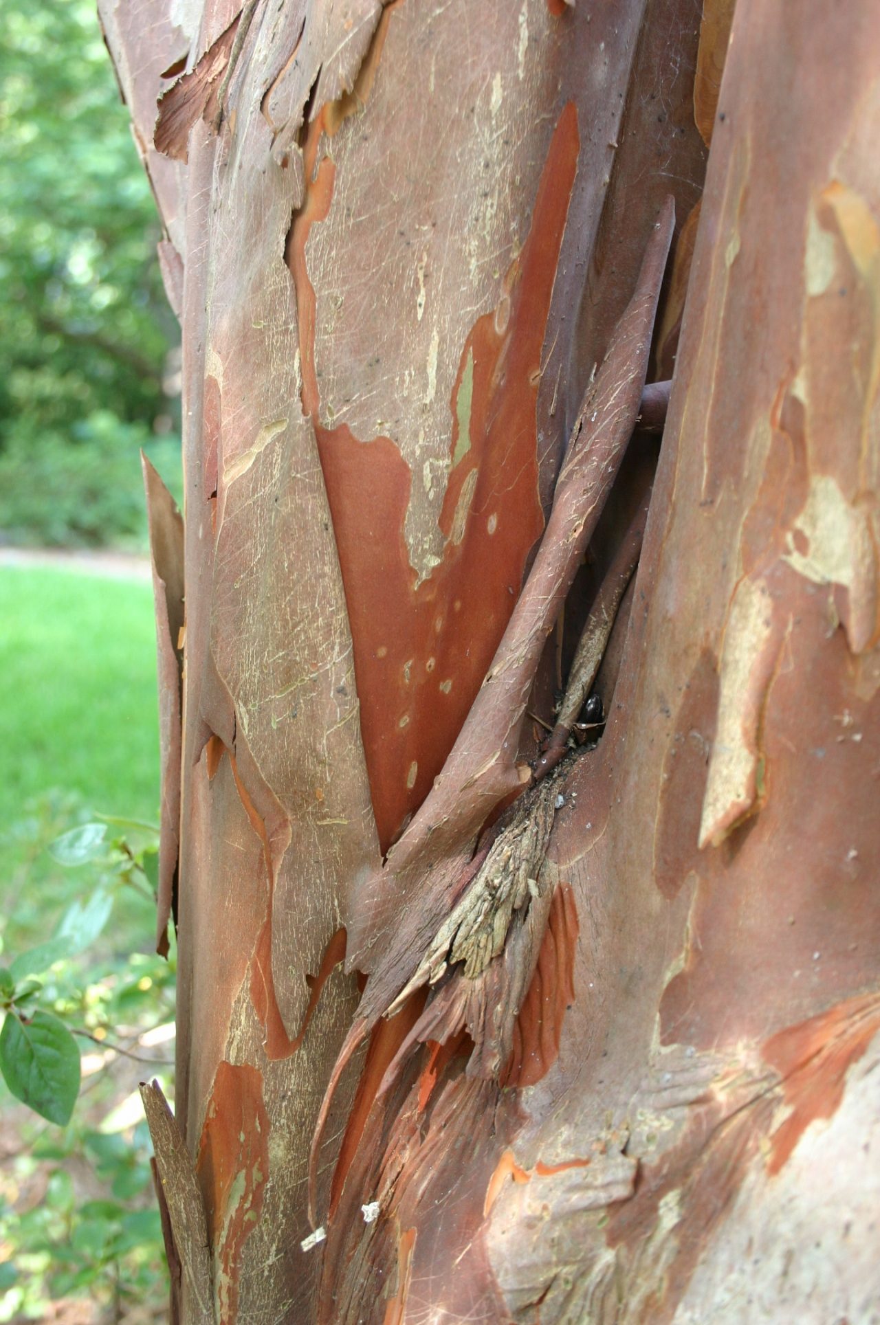 Crepemyrtle (River Birch, Maple) – Bark Peeling | Walter Reeves: The ...