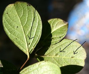 crapemyrtle aphids | Walter Reeves: The Georgia Gardener crapemyrtle aphids