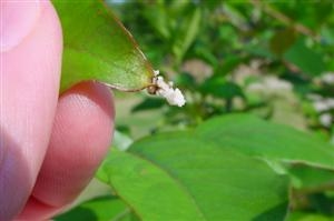 crapemyrtledeposit2 | Walter Reeves: The Georgia Gardener
