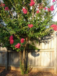 Pink Crapemyrtle