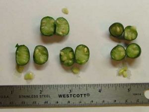 creepingcucumber3 | Walter Reeves: The Georgia Gardener