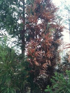 cryptomeria limb dieback 5 | Walter Reeves: The Georgia Gardener cryptomeria limb dieback