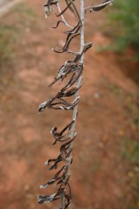 cudweed stem | Walter Reeves: The Georgia Gardener cudweed (rabbit tobacco)