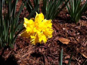 daffodil Telamonius Plenus | Walter Reeves: The Georgia Gardener