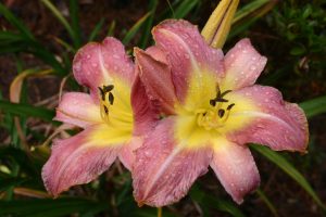 daylily pink and yellow | Walter Reeves: The Georgia Gardener daylily