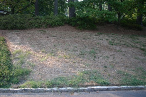 fescue calendar | Walter Reeves: The Georgia Gardener fescue calendar | Walter Reeves: The Georgia Gardener