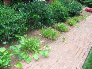 deer damage hosta | Walter Reeves: The Georgia Gardener deer damage to hosta