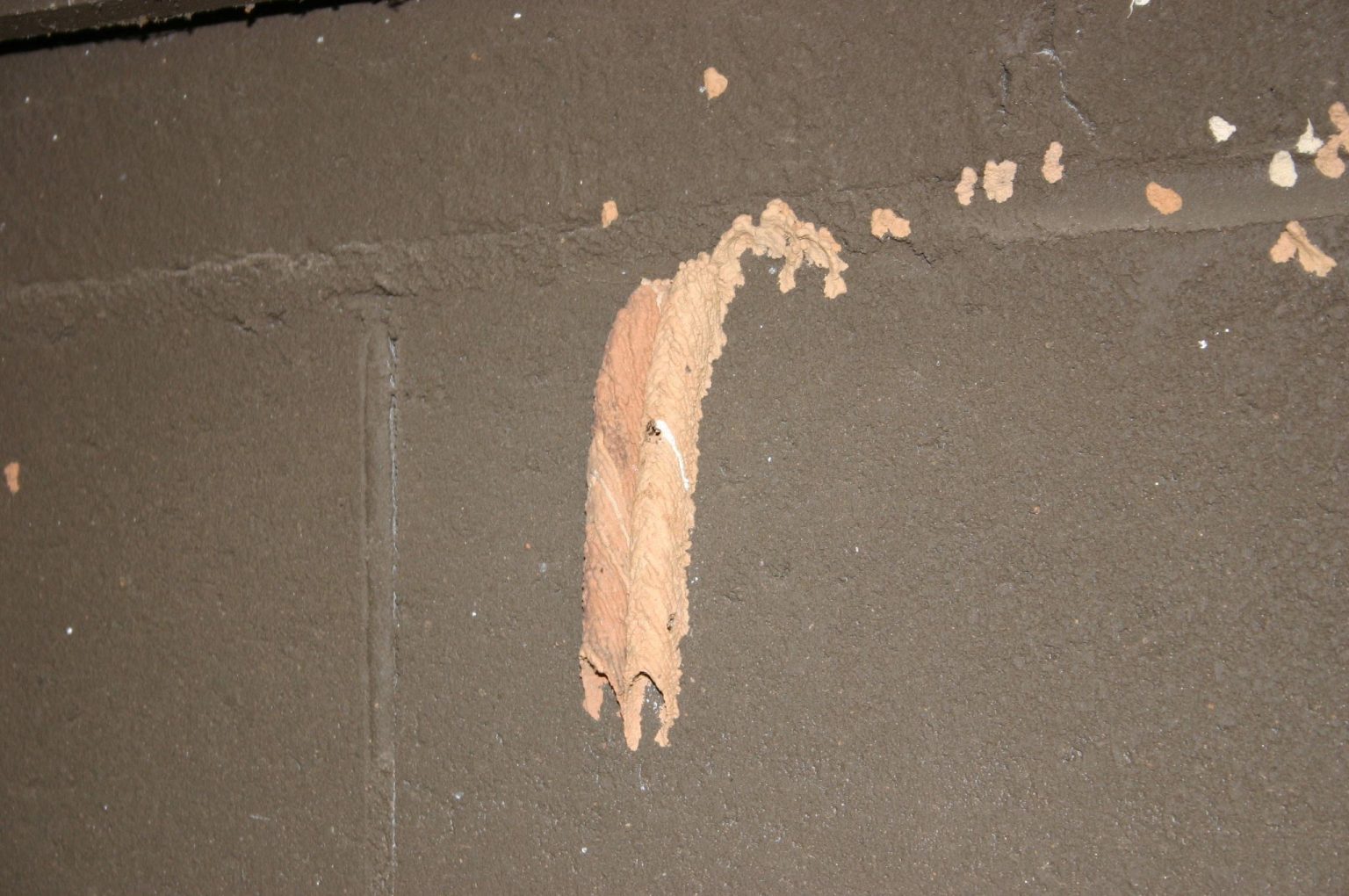 Mud Dauber (Dirt dauber) Buzzing Sound Walter Reeves The