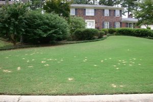 dog damage | Walter Reeves: The Georgia Gardener