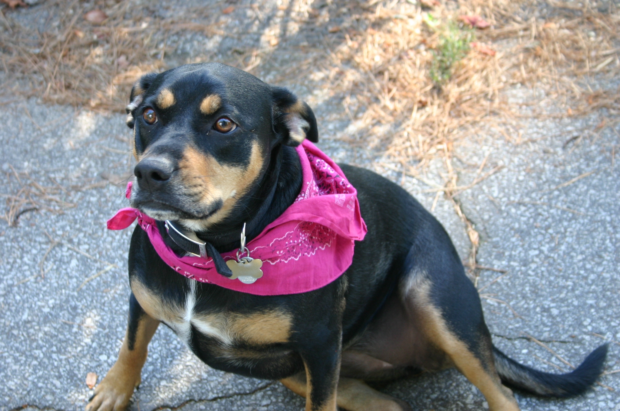 Does Lime Help Dog Urine Spots