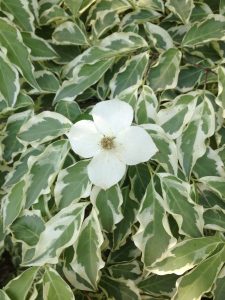 dogwood kousa Wolf Eye 5 | Walter Reeves: The Georgia Gardener